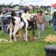 0234094_Kingdom_County_Fair_Tralee_45.jpg
