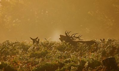 0239588_Rutting_Season_Autumn_Watch.jpg