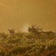 0239588_Rutting_Season_Autumn_Watch.jpg