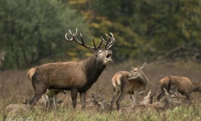 0240403_Deer.jpg