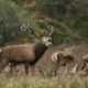 0240403_Deer.jpg