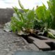 0241396_Caption_A_Small_Forest_Photo_J_O_Brien.jpg