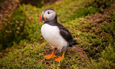 0269777_Iryna_HalaievaPuffins_Paradise.jpg