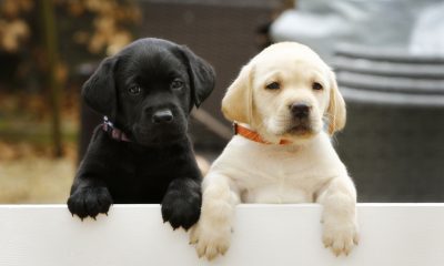 0279124_Irish_Guide_Dogs_for_the_Blind_puppies.jpg