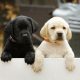 0279124_Irish_Guide_Dogs_for_the_Blind_puppies.jpg